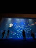 夏休み四国水族館に行ってきました「夏休みお疲れ様でした🌻」