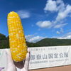 「本日限り『蒸しとうもろこし祭り』開催中！道の駅木曽福島」