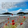 「【初秋の風と千日紅咲く水門BAY】産直マルシェからの嬉しいご縁 ＆ 出来たて自慢の巻きずし 🍱🌸✨」