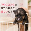マイクロブタは撫でられると嬉しいの？🐷💕