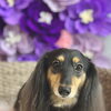 【新潟市】犬の体が臭う…シャンプーしても取れないニオイの正体｜トリミングサロンHappy Tail