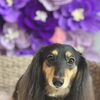 【新潟市】犬の体が臭う…シャンプーしても取れないニオイの正体｜トリミングサロンHappy Tail