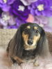 ダックスちゃんのクレンジング。ビフォーアフター「【新潟市】犬の体が臭う…シャンプーしても取れないニオイの正体｜トリミングサロンHappy Tail」