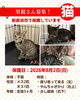 「【愛媛県新居浜市】ねこの里親募集のお知らせ！」