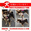 【西条市大町798番地9付近】迷い犬を保護しています！（※伊予西条駅近辺）