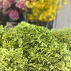 アナベル入荷しました。リースのワークショップも開催予定【二本松市／花屋】