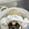 【新潟市】シーズー・パグ・フレブルの飼い主さまへ｜脂性肌のケア｜トリミングサロンHappy Tail