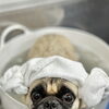 【新潟市】シーズー・パグ・フレブルの飼い主さまへ｜脂性肌のケア｜トリミングサロンHappy Tail