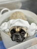「【新潟市】シーズー・パグ・フレブルの飼い主さまへ｜脂性肌のケア｜トリミングサロンHappy Tail」