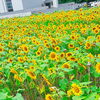 ひまわり畑🌻