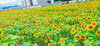 🌻ひ🌻ま🌻わ🌻り🌻🌻🌻🌻🌻「ひまわり畑🌻」