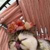 岡山猫サロン　鼻ぺちゃちゃんはシャンプー必須!？