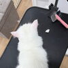 岡山猫サロン　みなさん、背中のブラッシングはパーフェクトです！