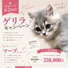 鹿児島・霧島市の犬猫ブリーダー｜子犬・子猫のご家族様募集中！
