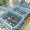 いよいよ新見産ぶどうの出荷が本格的に始まります！
