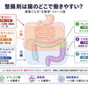 整腸剤はどう使い分ける？菌種と働きやすい場所を知っておきましょう
