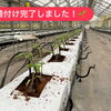 トマト植付け完了しました🌱