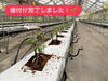 トマト苗「トマト植付け完了しました🌱」