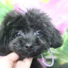 トイプードルの子犬♪ブラックの男の子をトリミング