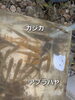 「田付川の生き物を調査しました」