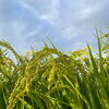 日進の田んぼに実りの季節がやってきました