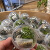 500円で苔テラリウムがつくれる？ 店頭でよく聞かれる「カプセル」の話【JR尼崎】