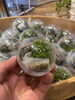 「500円で苔テラリウムがつくれる？ 店頭でよく聞かれる「カプセル」の話【JR尼崎】」