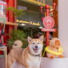 Góc Cà Phê Pet-Friendly Giữa Lòng Thảo Điền: Ghé Ristreet Cùng Thú Cưng