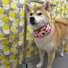 「ダブルオプション【どっぐさろんあきゅ　小型犬専門　トリミング　ペットサロン　京都市南区上鳥羽】」