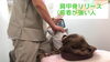 「肩甲骨の内側が重だるい…同じ姿勢が続く方へ」