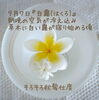 「🌿 白露の便り 🌿
 季節の変わり目、自分の内側に耳を澄ませる時間」
