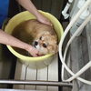 ハーブ湯【どっぐさろんあきゅ　小型犬専門　トリミング　ペットサロン　京都市南区上鳥羽】