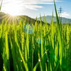 本日9月7日（月）から二十四節気15番目の「白露」に入ります。「白露」の期間は、次の節気「秋分」の前日9月22日（火）までとなります。