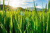 露がおりて白く輝く圃場の稲「本日9月7日（月）から二十四節気15番目の「白露」に入ります。「白露」の期間は、次の節気「秋分」の前日9月22日（火）までとなります。」
