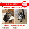 【愛媛県新居浜市】ねこの里親募集のお知らせ！