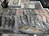 令和8年9月7日 店内「📣本日のお魚情報🐟」