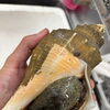 伊予市で採れたカスミ貝、活きたままご用意しています🐚