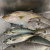 新鮮な魚、本日も入りました