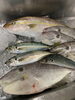 「新鮮な魚、本日も入りました」