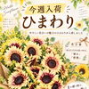 季節の生花がいろいろ入荷しました