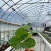 今年の定植第二弾！やよいひめの苗を植えました🍓