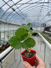 綺麗な届きたての苗です🌱「今年の定植第二弾！やよいひめの苗を植えました🍓」