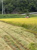 「新米🌾」