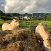 七飯町峠下「馬のいる寺子屋」｜シーザー・ガリバーと仔馬の紹介