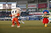 「『ALL FOR CHIBA （浦安市）』」