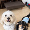 🐶🐶🐱🐱 元気いっぱい！4匹のお留守番🏠✨