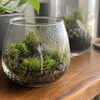 苔テラリウムのガラスに水滴。「水、多すぎた？」と思ったらここを見て【尼崎】