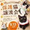 保護猫の譲渡会＆チャリティーマルシェ開催