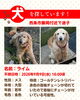 「【西条市飯岡付近】迷い犬を探しています（不明になった日：2026年9月9日）」