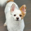お客様のご紹介🐶[大分市高崎/貸切トリミング]